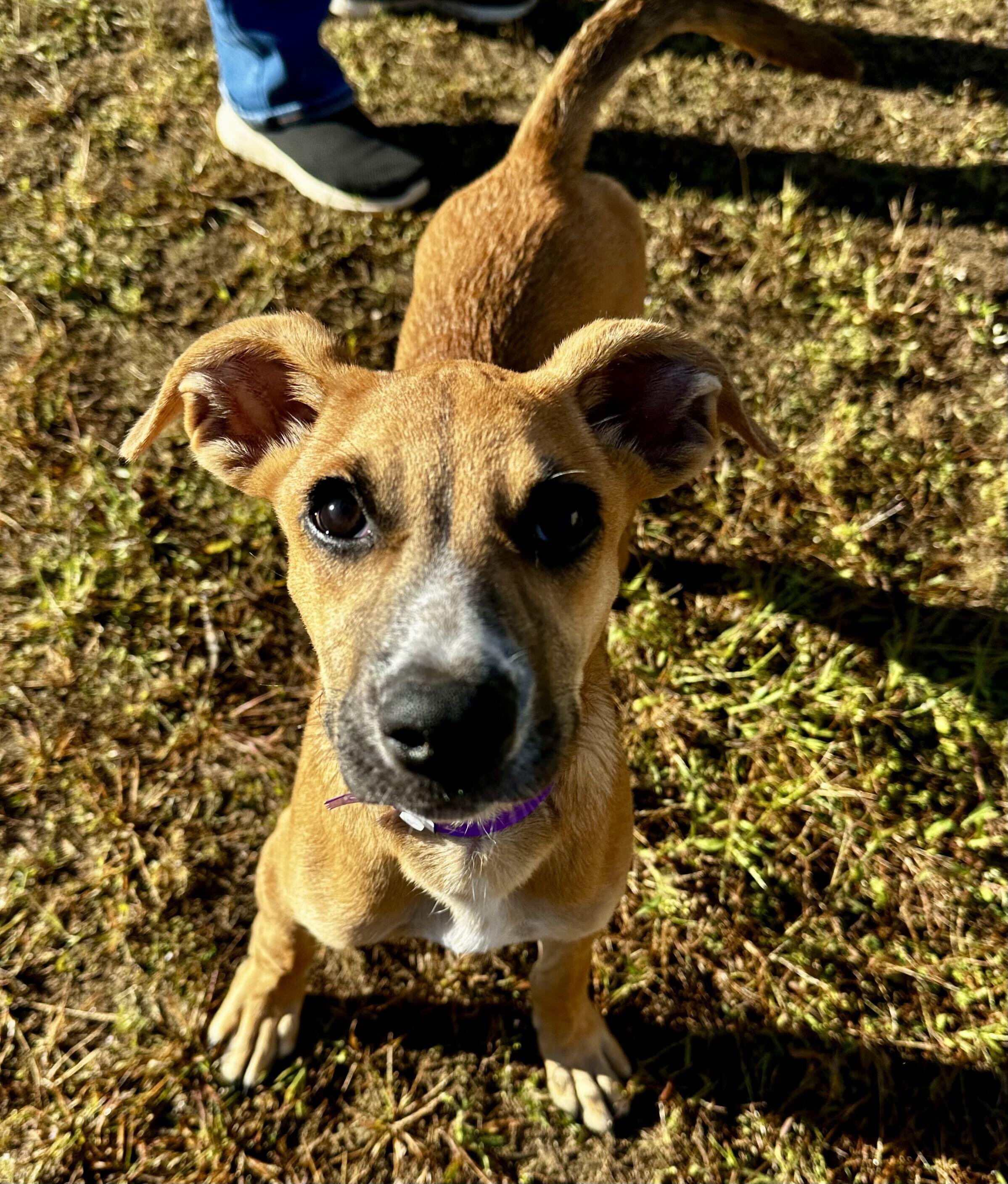 Enlarge Cherry HERE IN NH, a Adoptable Mixed Breed in Northwood, NH image 2/6