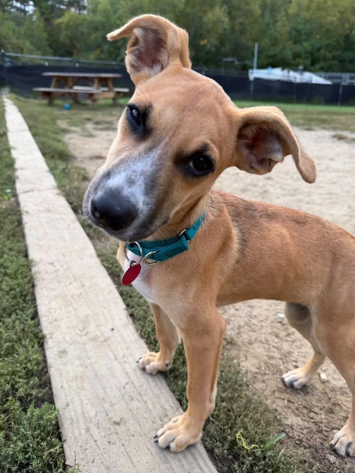 Cherry HERE IN NH, Adoptable, Puppy Female Mixed Breed.