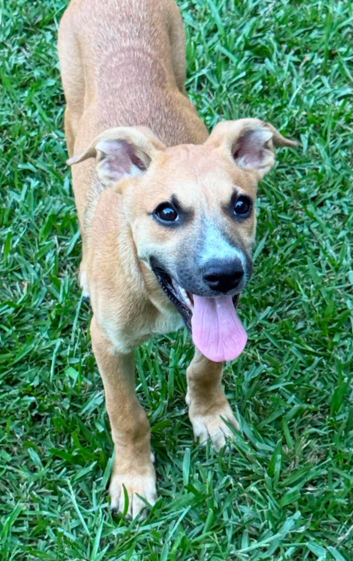 Enlarge Cherry, a ADOPTABLE Mixed Breed in Northwood, NH image 2/4