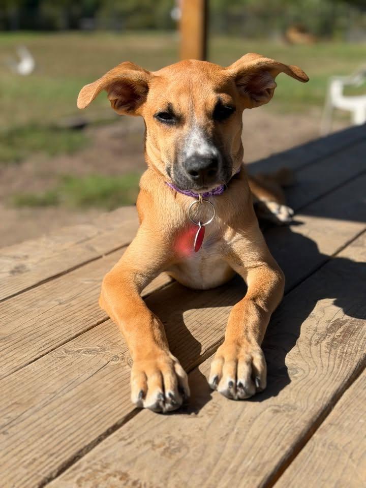 Enlarge Cherry HERE IN NH, a Adoptable Mixed Breed in Northwood, NH image 3/6