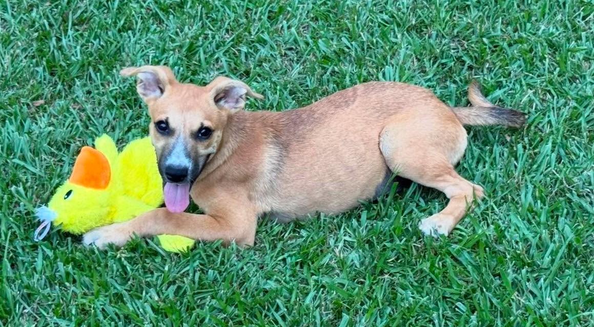 Enlarge Cherry, a ADOPTABLE Mixed Breed in Northwood, NH image 4/4