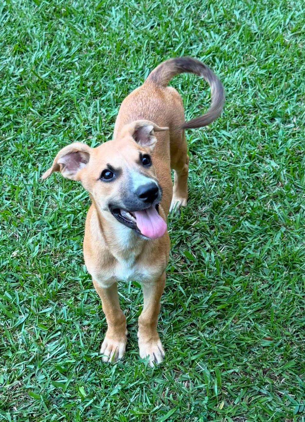 Enlarge Cherry, a ADOPTABLE Mixed Breed in Northwood, NH image 1/4