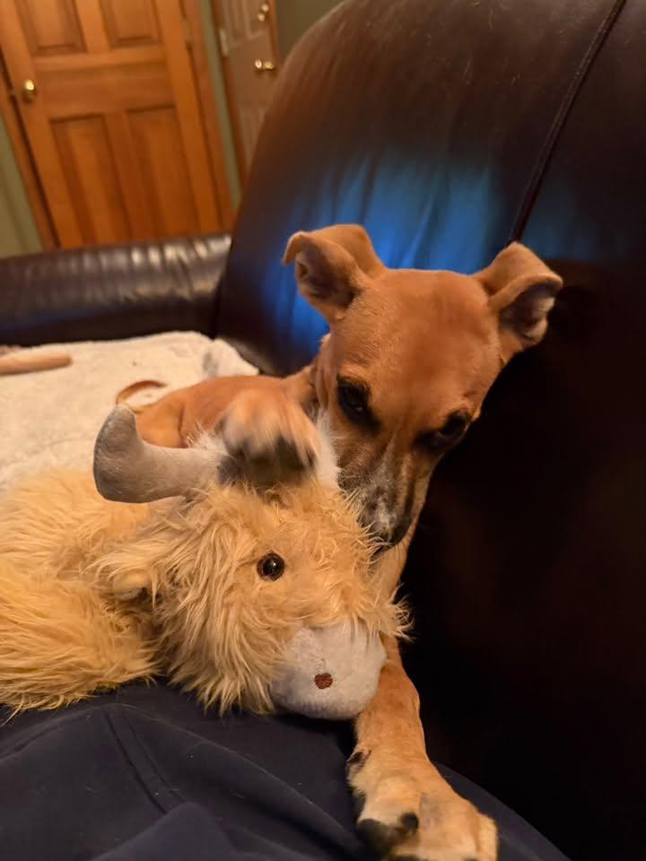 Enlarge Cherry HERE IN NH, a Adoptable Mixed Breed in Northwood, NH image 4/6
