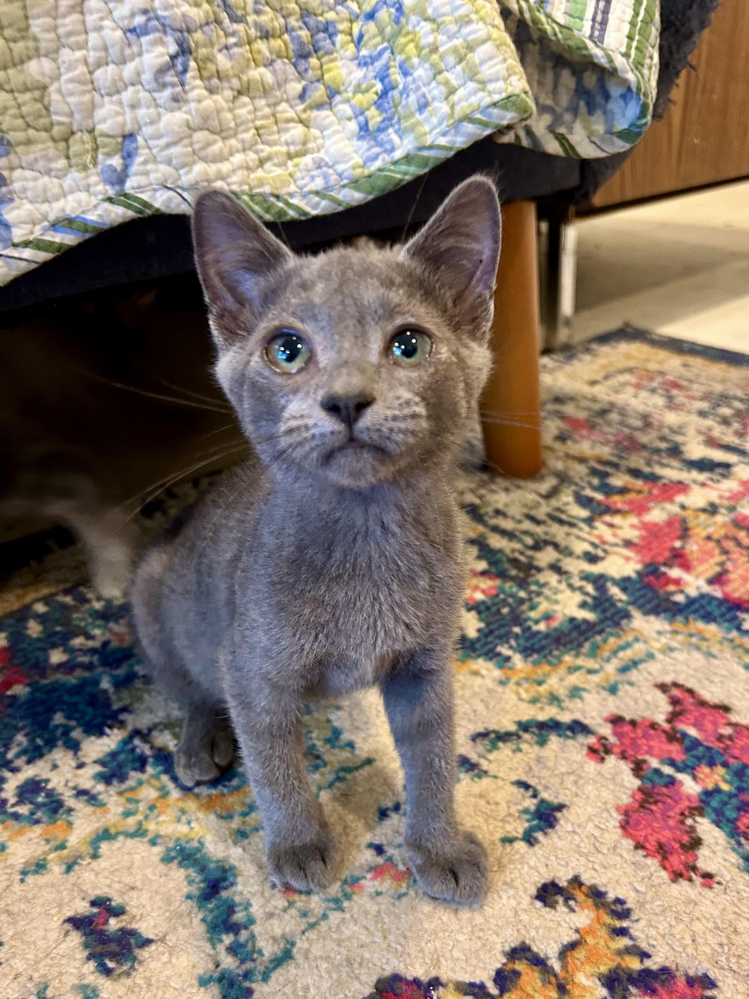 Enlarge Summer, a Adoptable Domestic Short Hair in Suffolk, VA image 1/5