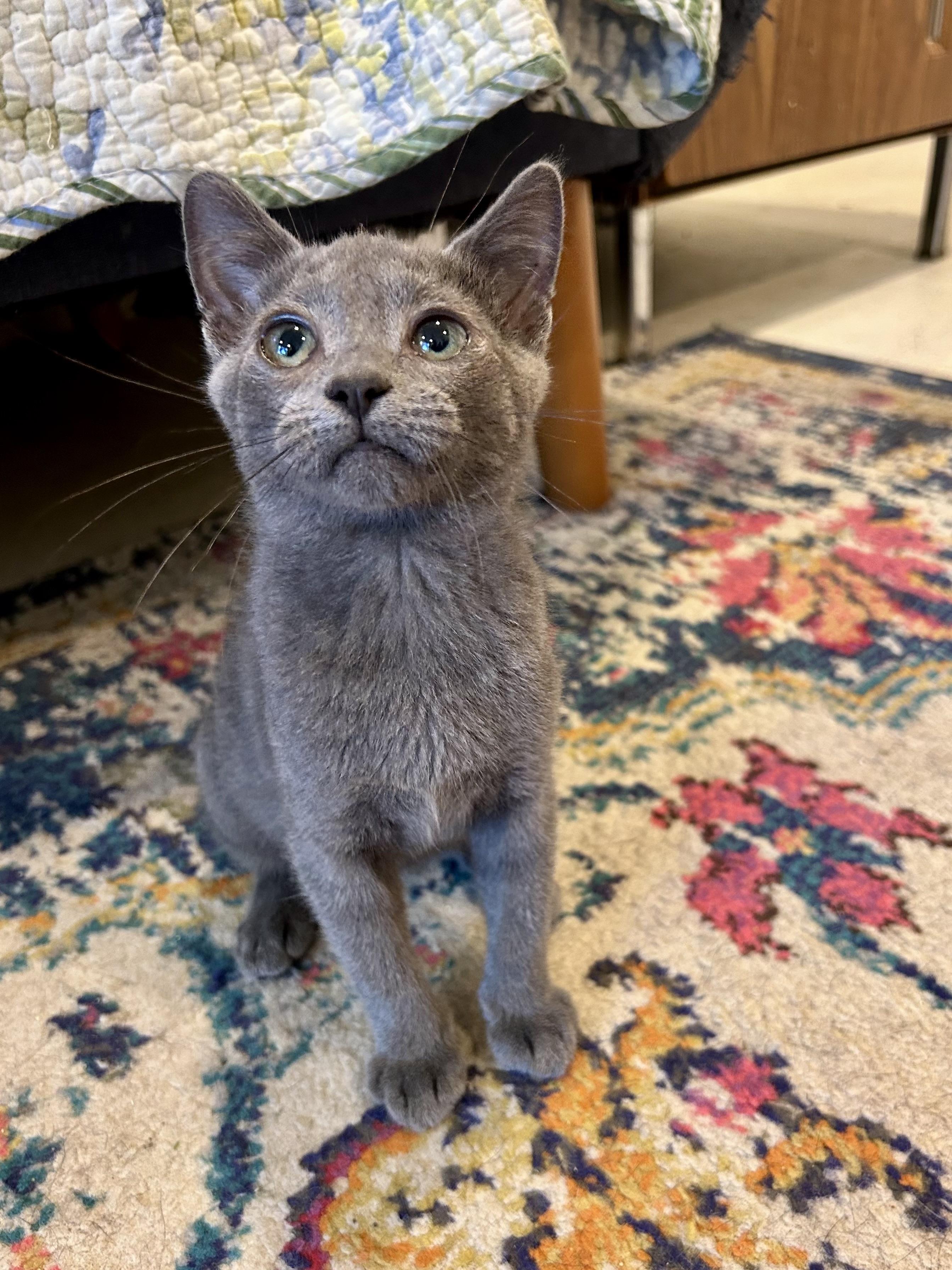 Enlarge Summer, a Adoptable Domestic Short Hair in Suffolk, VA image 2/5