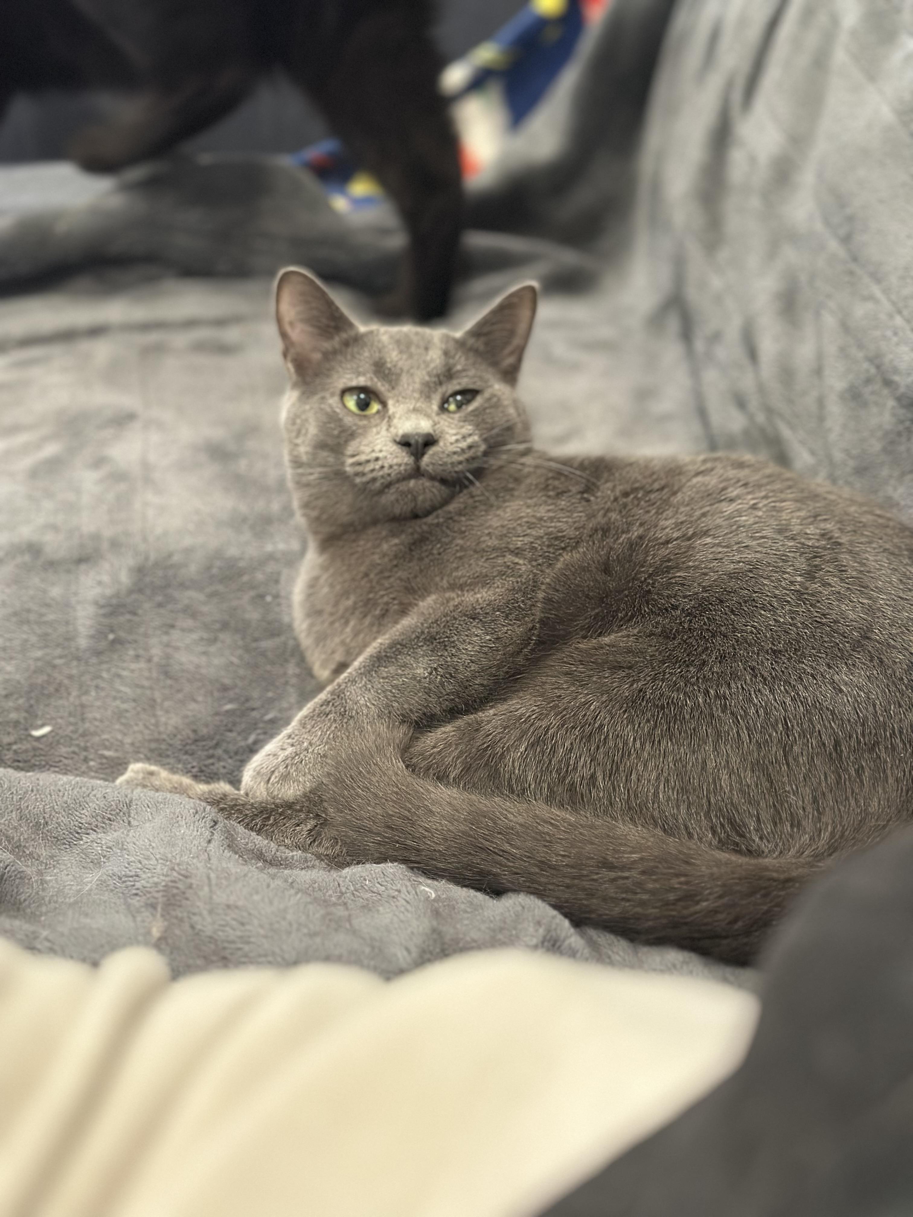 Enlarge Summer, a Adoptable Domestic Short Hair in Suffolk, VA image 3/6