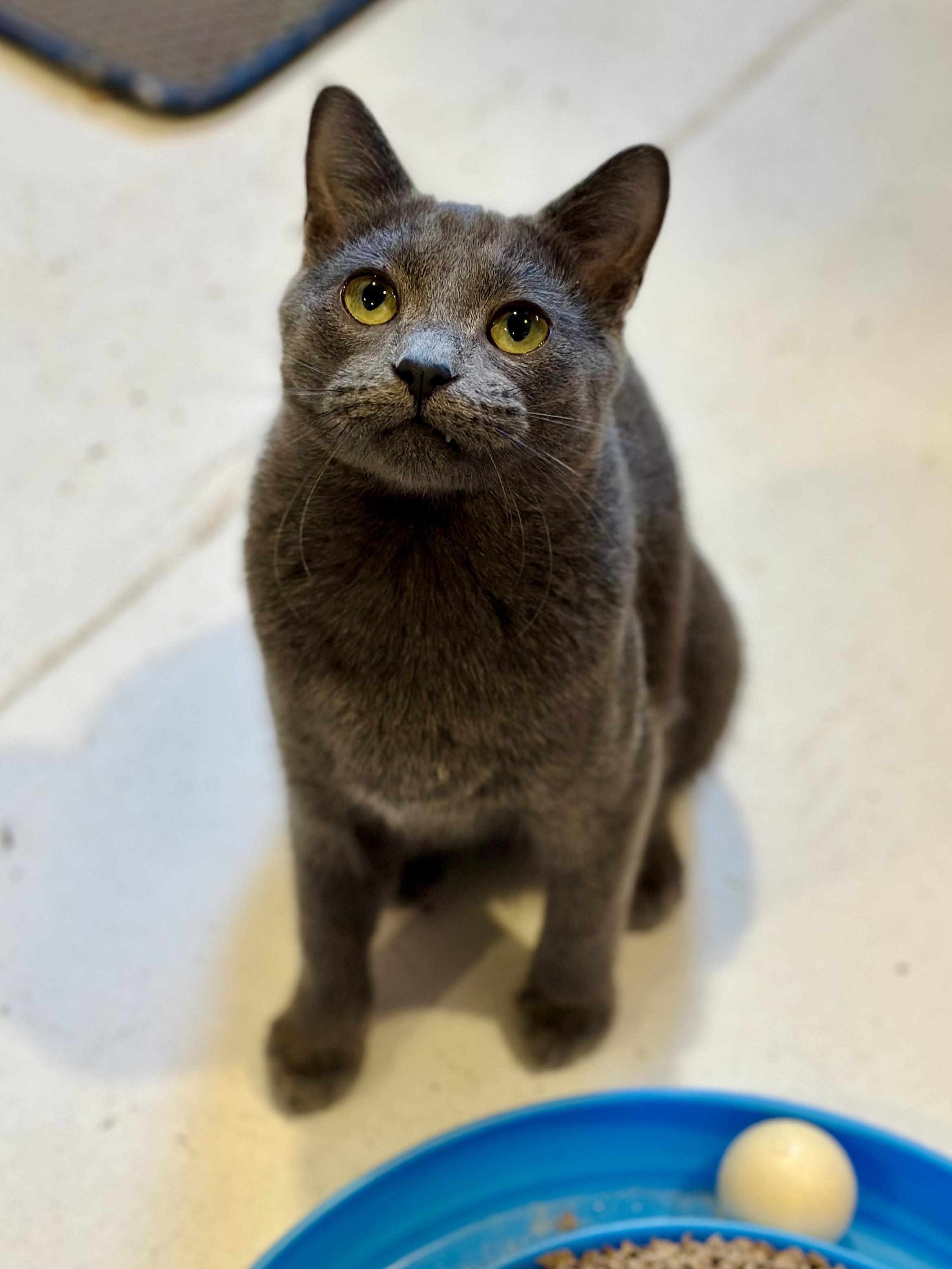 Summer, a Adoptable Domestic Short Hair in Suffolk, VA image 1/6