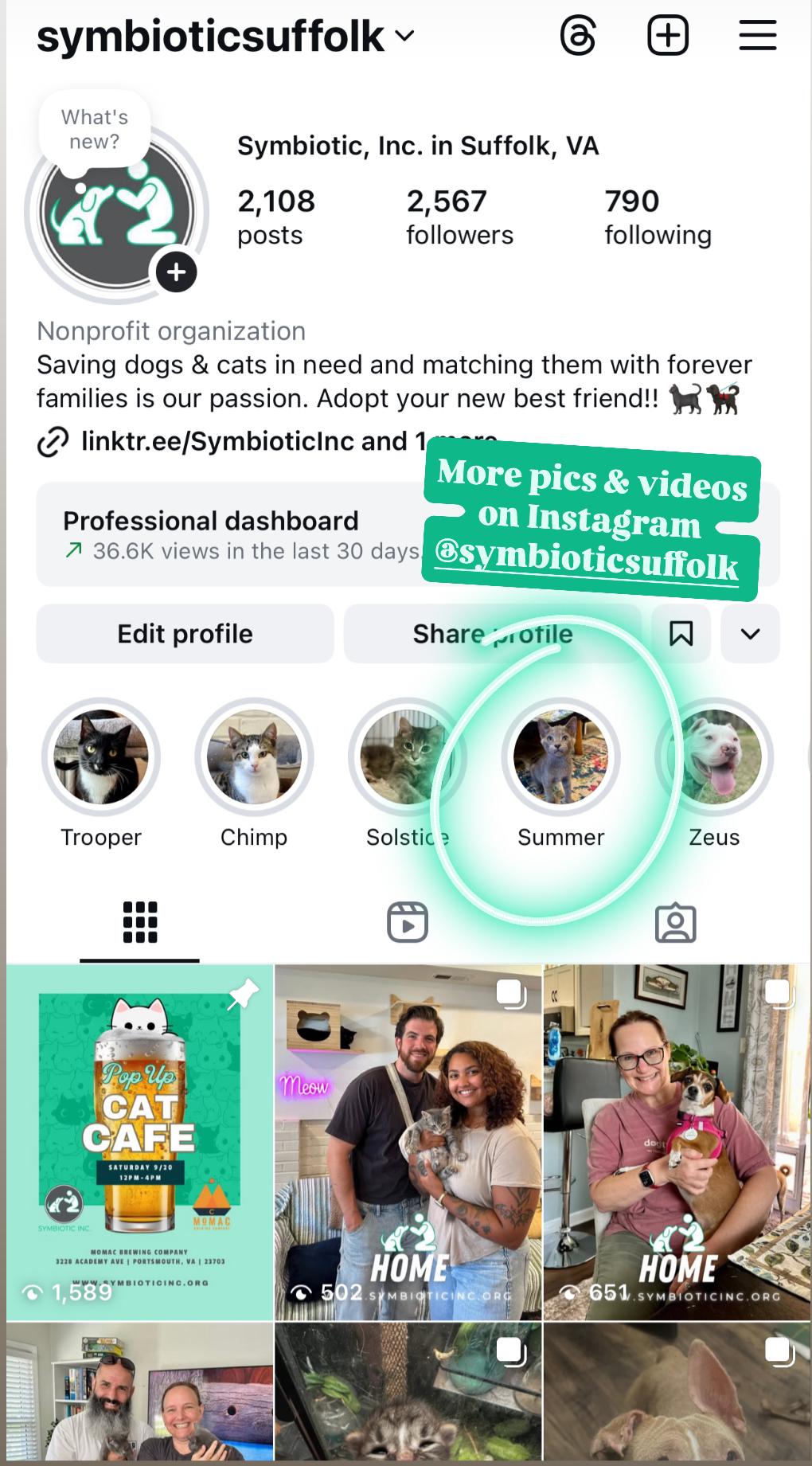 Enlarge Summer, a Adoptable Domestic Short Hair in Suffolk, VA image 3/5