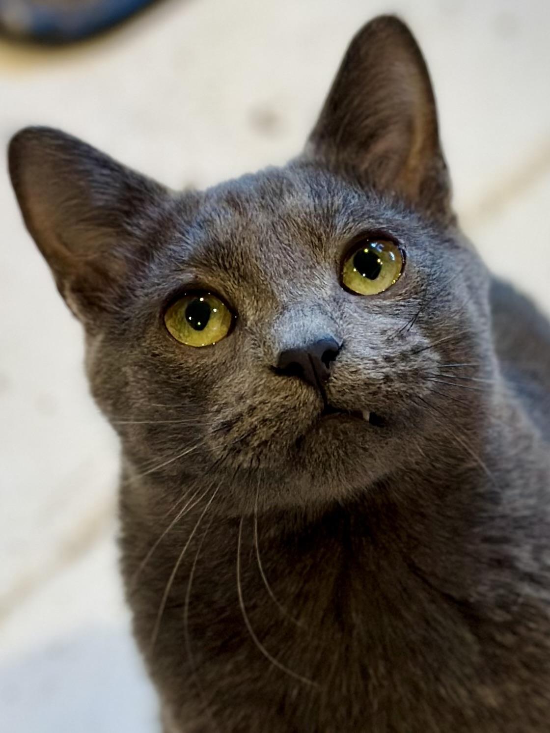 Summer, Adoptable, Young Female Domestic Short Hair.