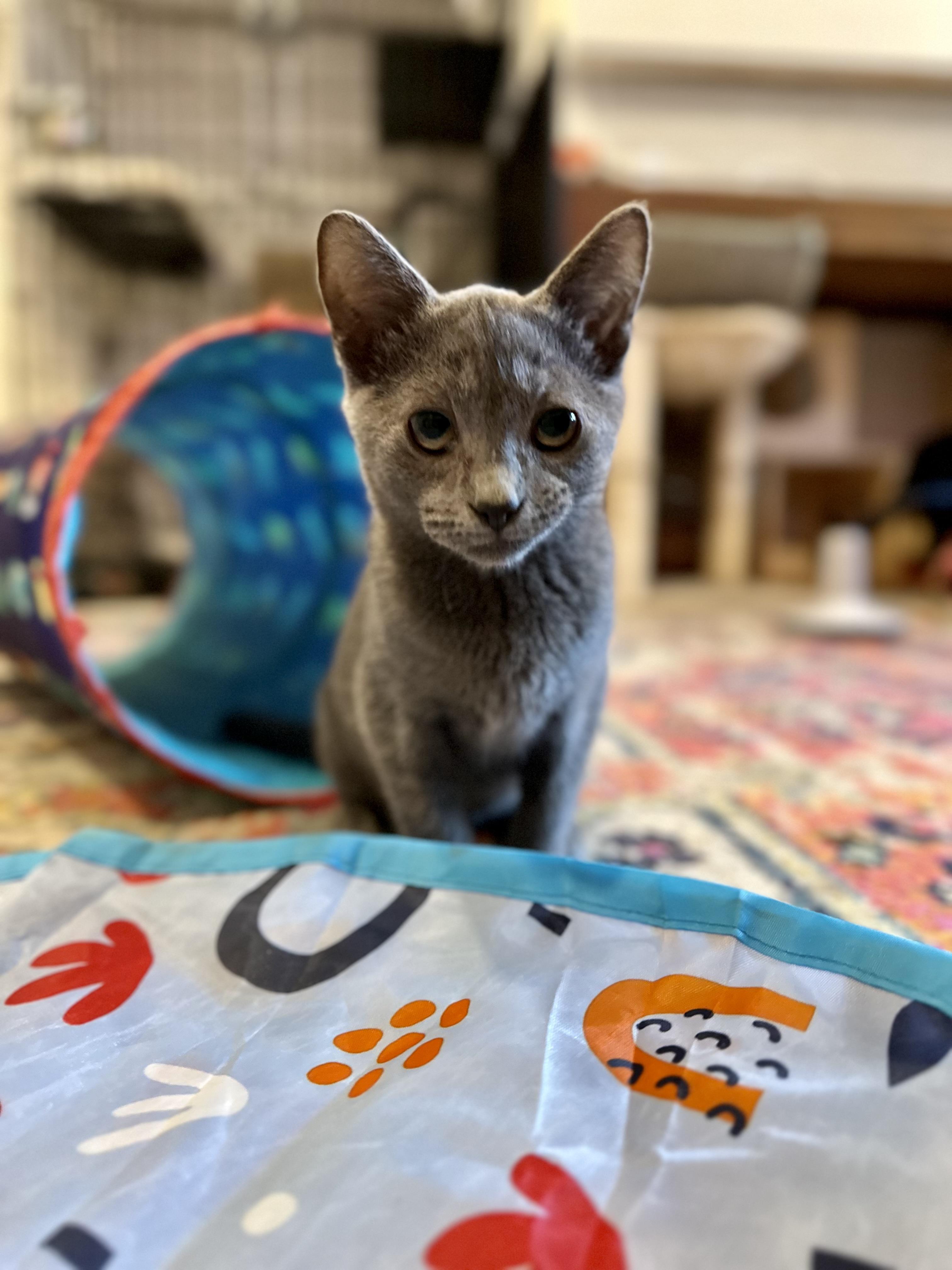 Enlarge Summer, a Adoptable Domestic Short Hair in Suffolk, VA image 4/5