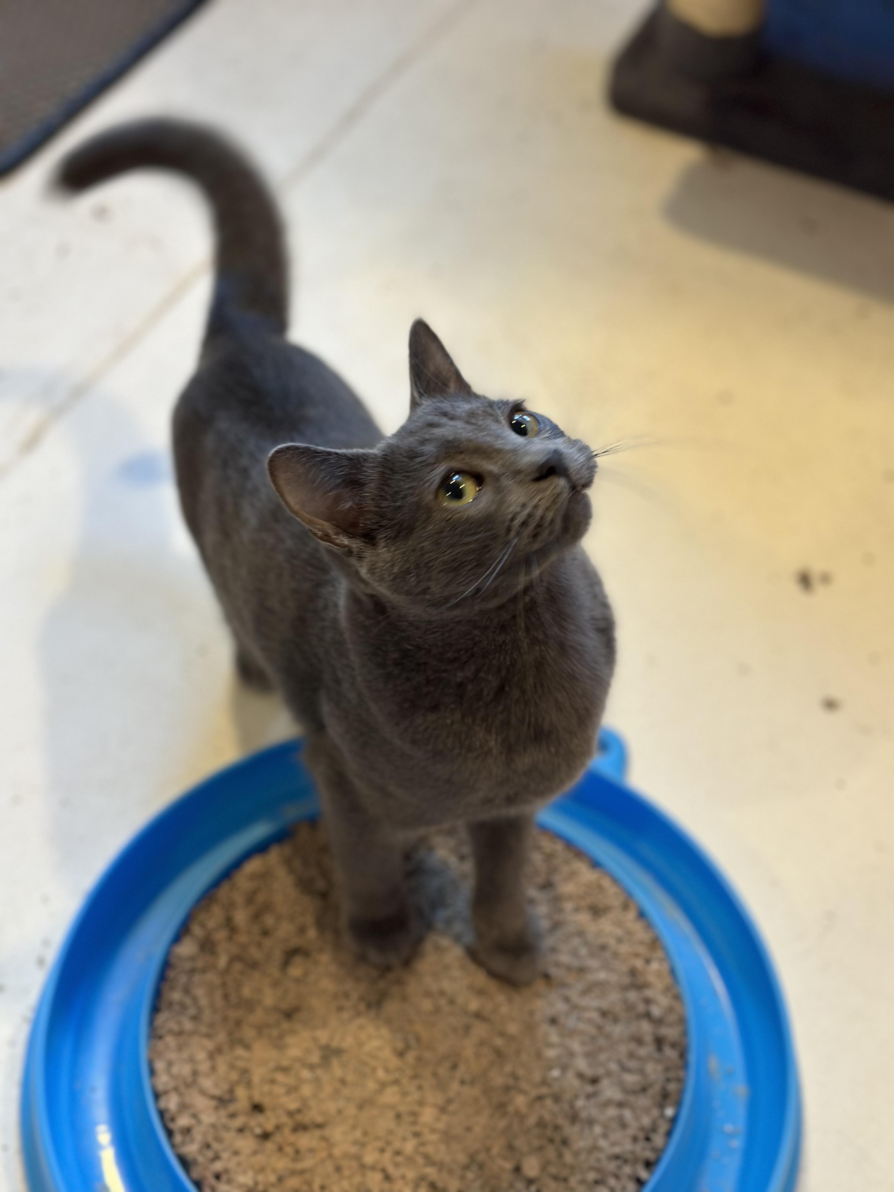 Enlarge Summer, a Adoptable Domestic Short Hair in Suffolk, VA image 2/6