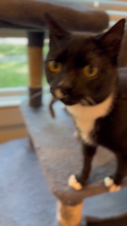 Enlarge Summer, a Adoptable Domestic Short Hair in Suffolk, VA video 5/6
