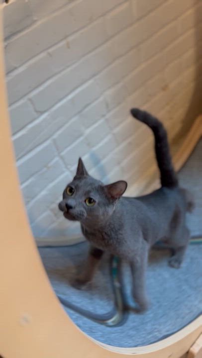 Enlarge Summer, a Adoptable Domestic Short Hair in Suffolk, VA video 5/6