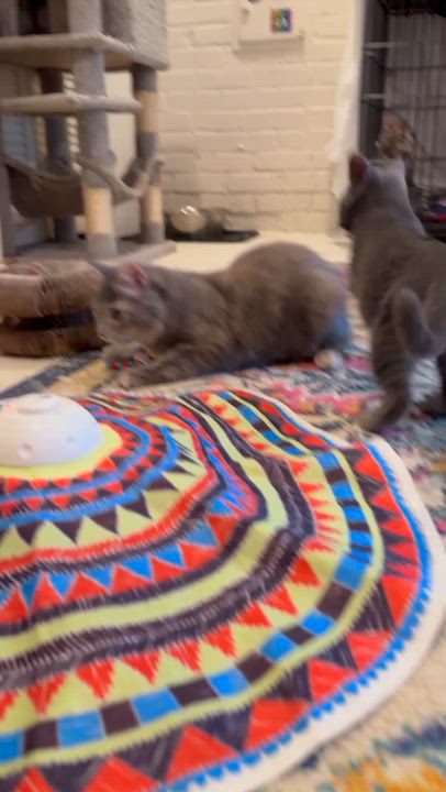 Enlarge Summer, a Adoptable Domestic Short Hair in Suffolk, VA video 5/5