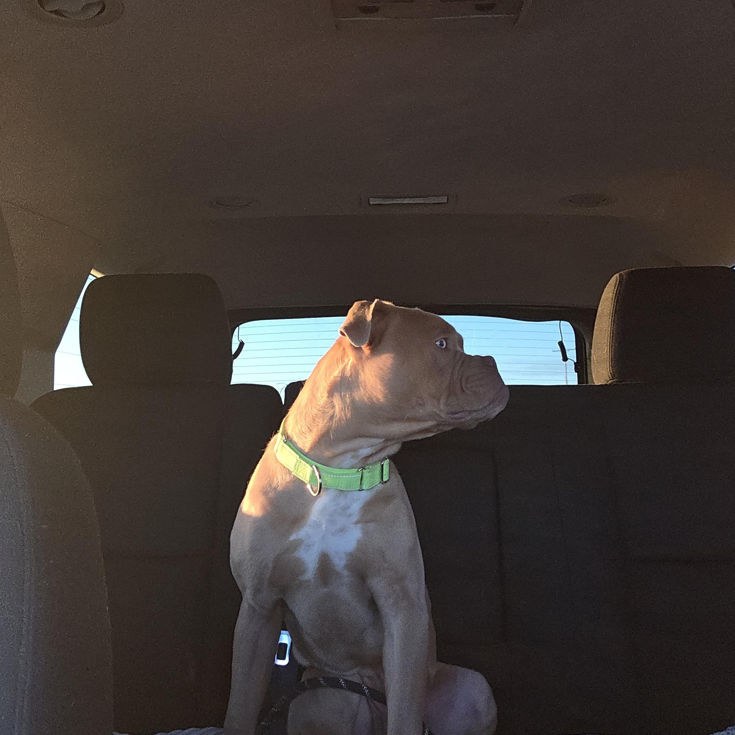 Bigby, a Adopted mixed breed in West Branch, MI image 3/3