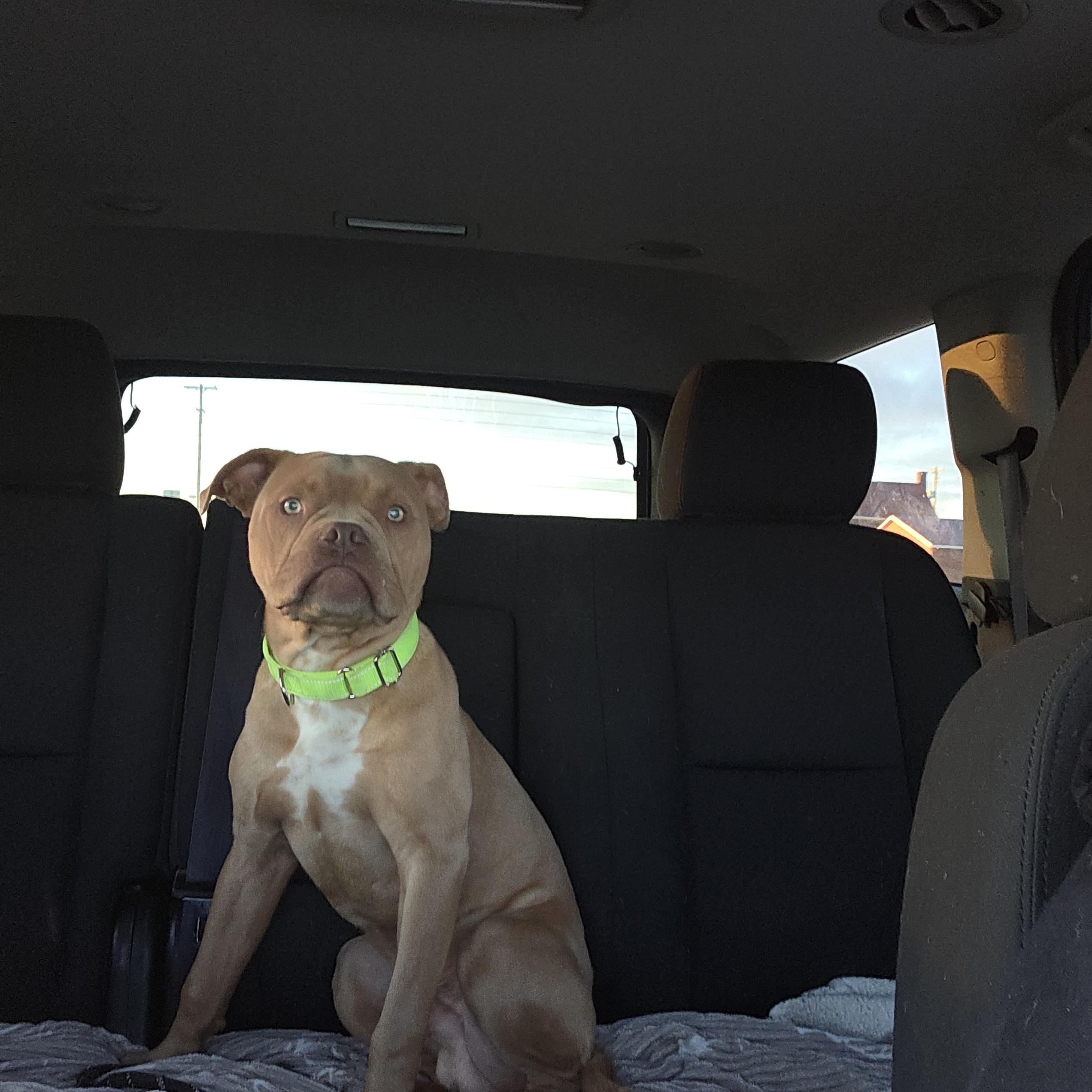 Bigby, a Adopted mixed breed in West Branch, MI image 1/3