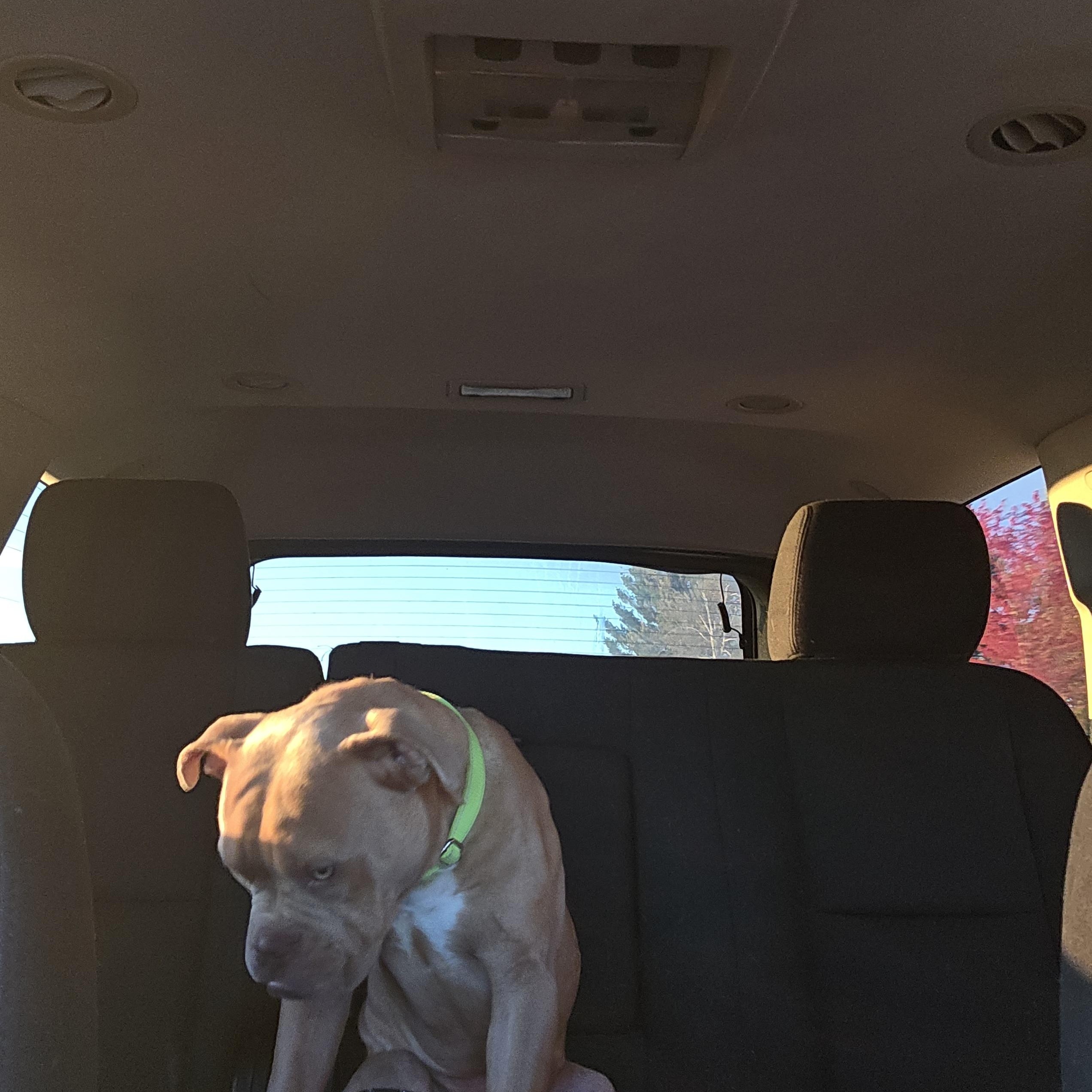 Bigby, a Adopted mixed breed in West Branch, MI image 2/3