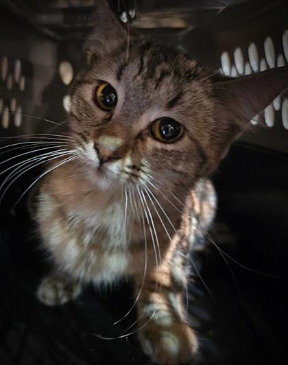 Enlarge Crystal, a Adoptable mixed breed in Klamath Falls, OR image 1/1