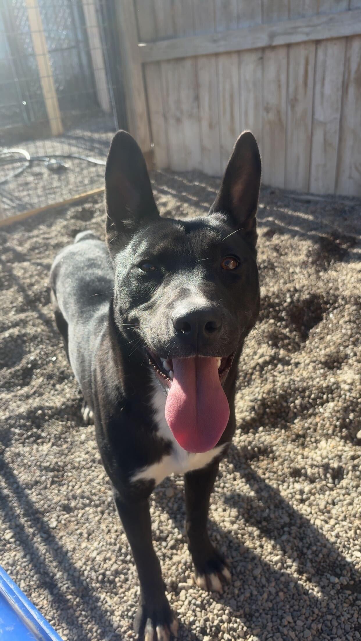 Enlarge Coal, a ADOPTABLE mixed breed in Indianapolis, IN image 2/5