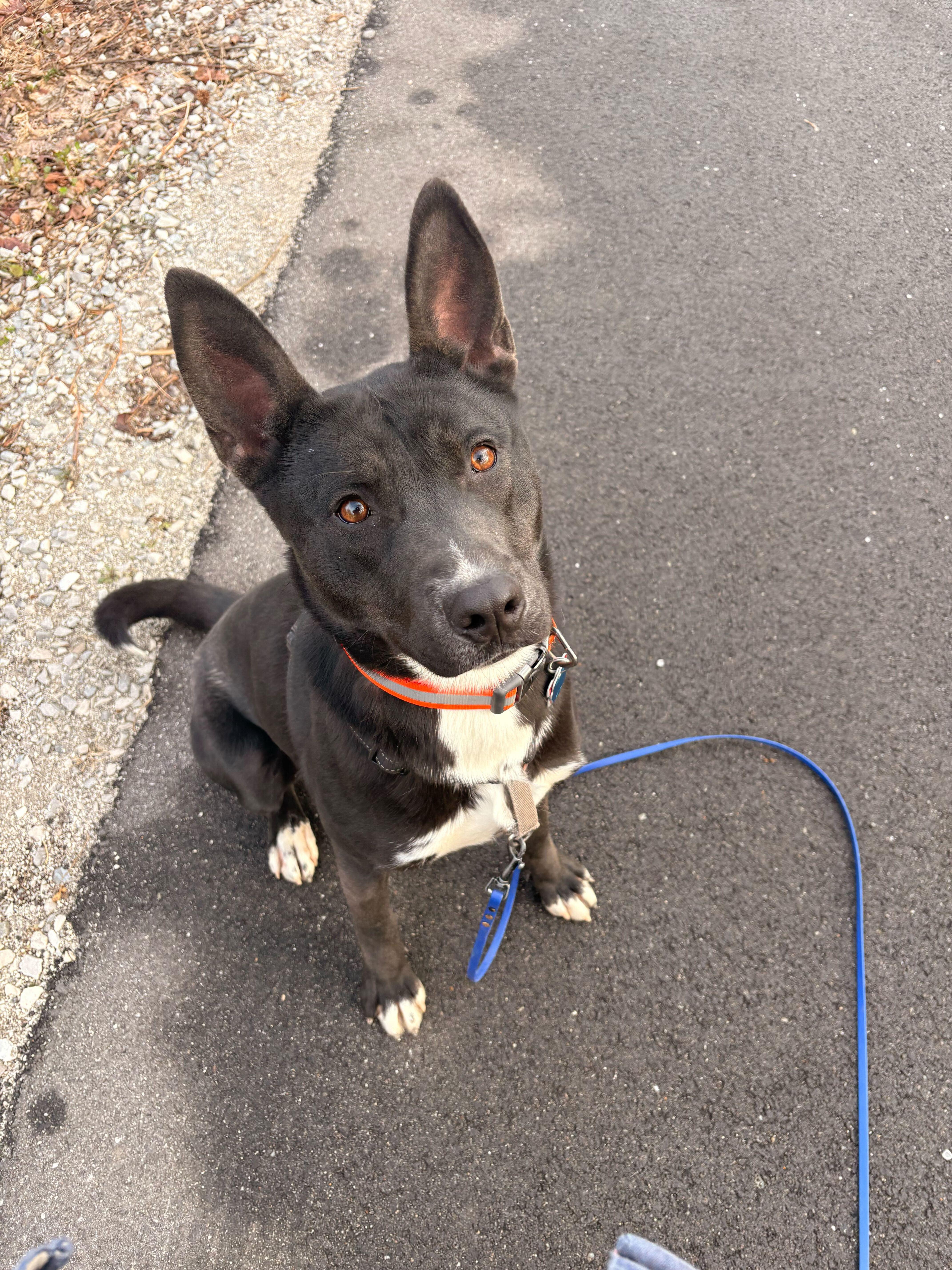 Enlarge Coal, a ADOPTABLE mixed breed in Indianapolis, IN image 5/5
