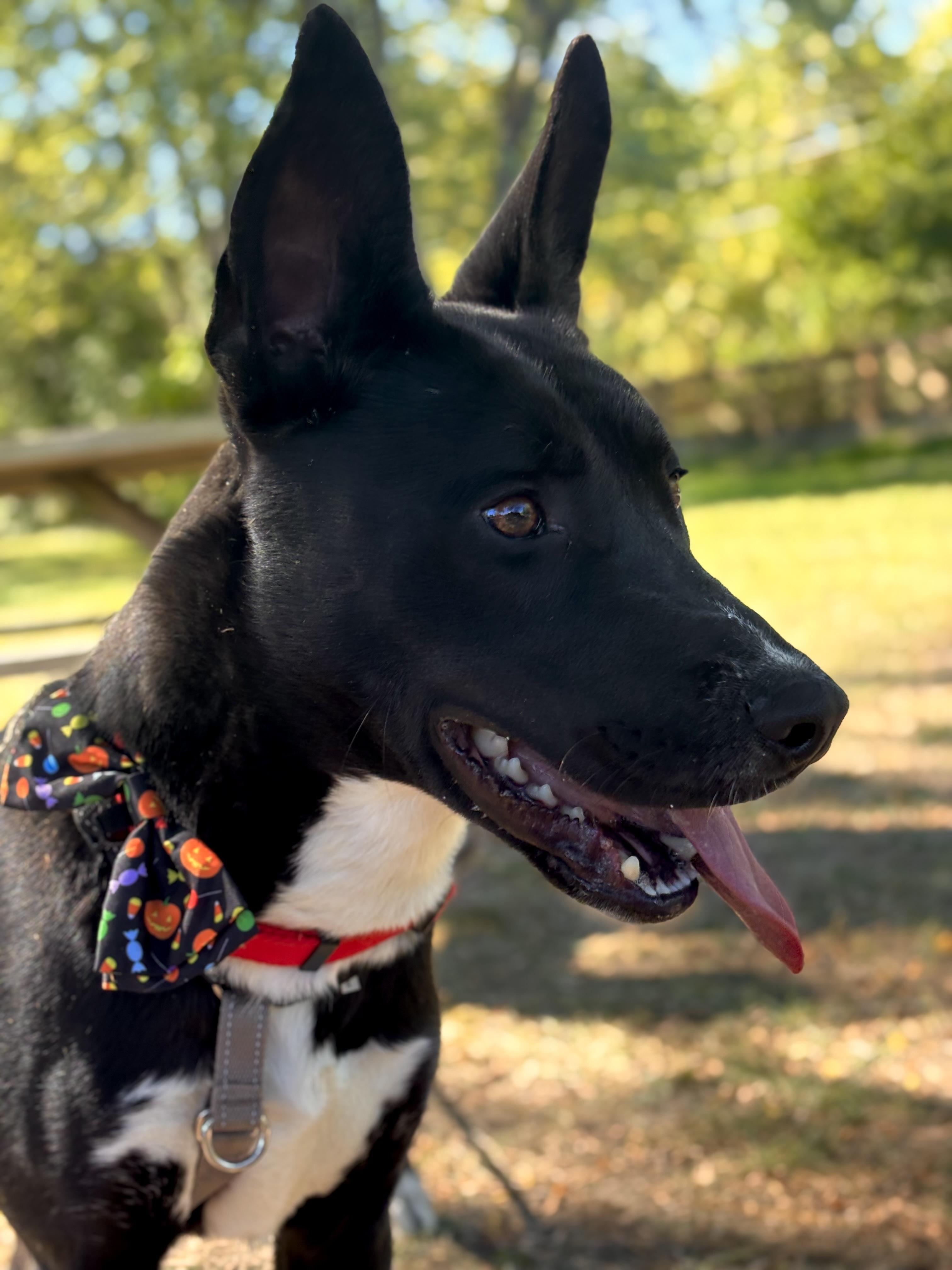 Enlarge Coal, a ADOPTABLE mixed breed in Indianapolis, IN image 3/5