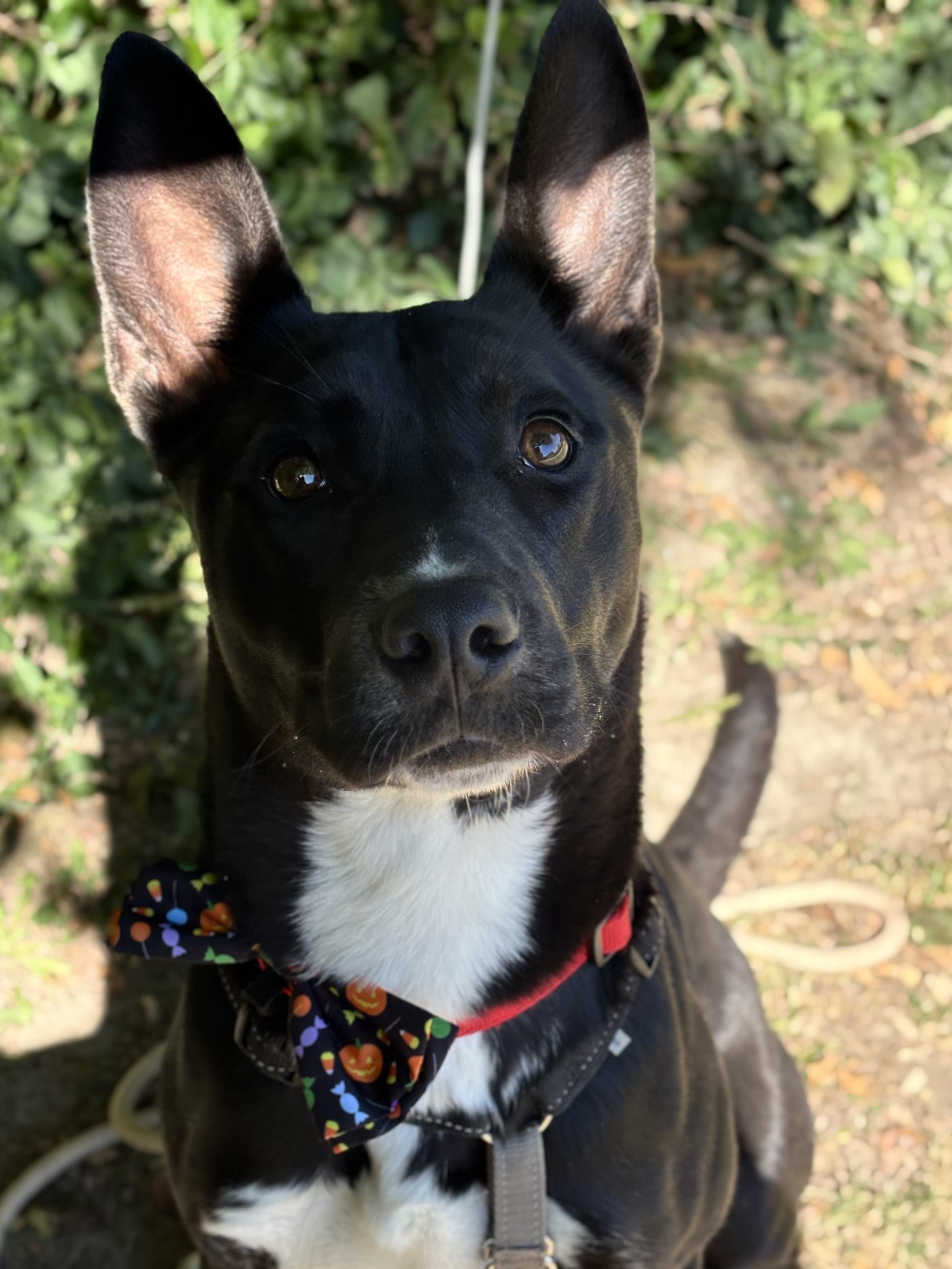 Coal, ADOPTABLE, Young Male German Shepherd Dog & Black Labrador Retriever.
