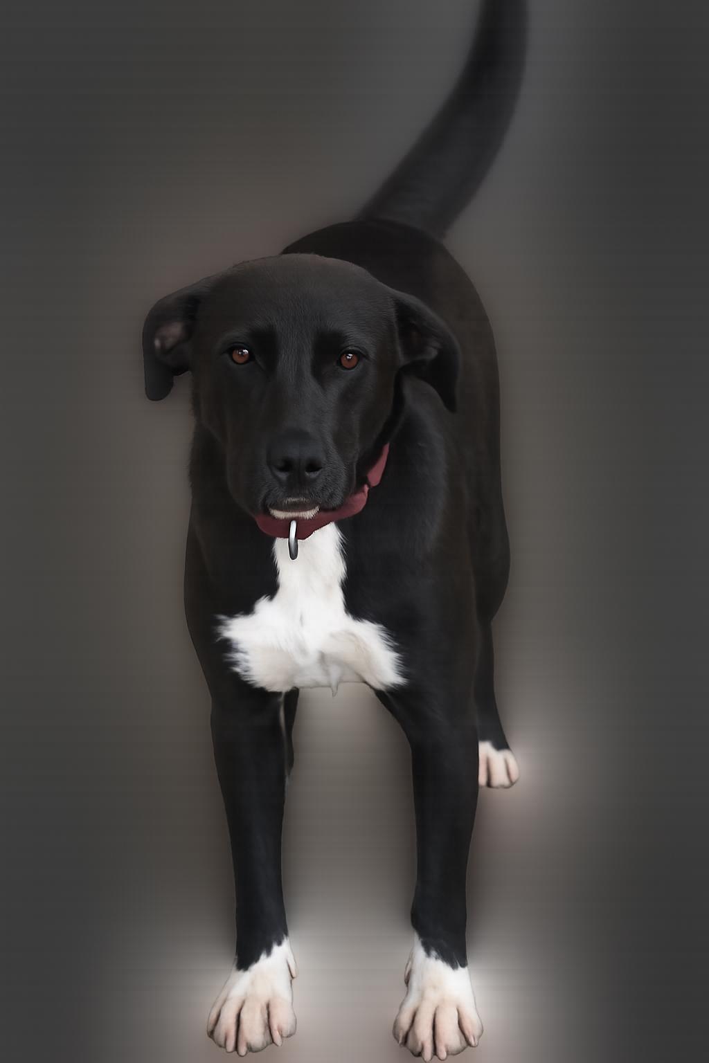 Enlarge Icestorm, a ADOPTABLE mixed breed in Corinth, MS image 2/3