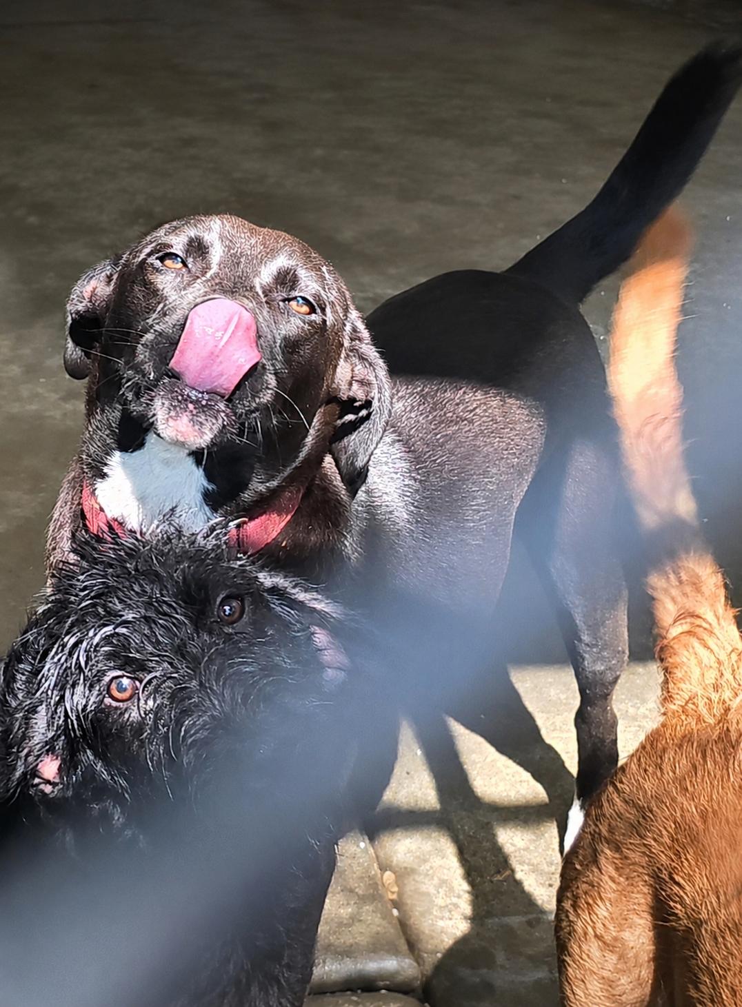 Enlarge Icestorm, a ADOPTABLE mixed breed in Corinth, MS image 3/3