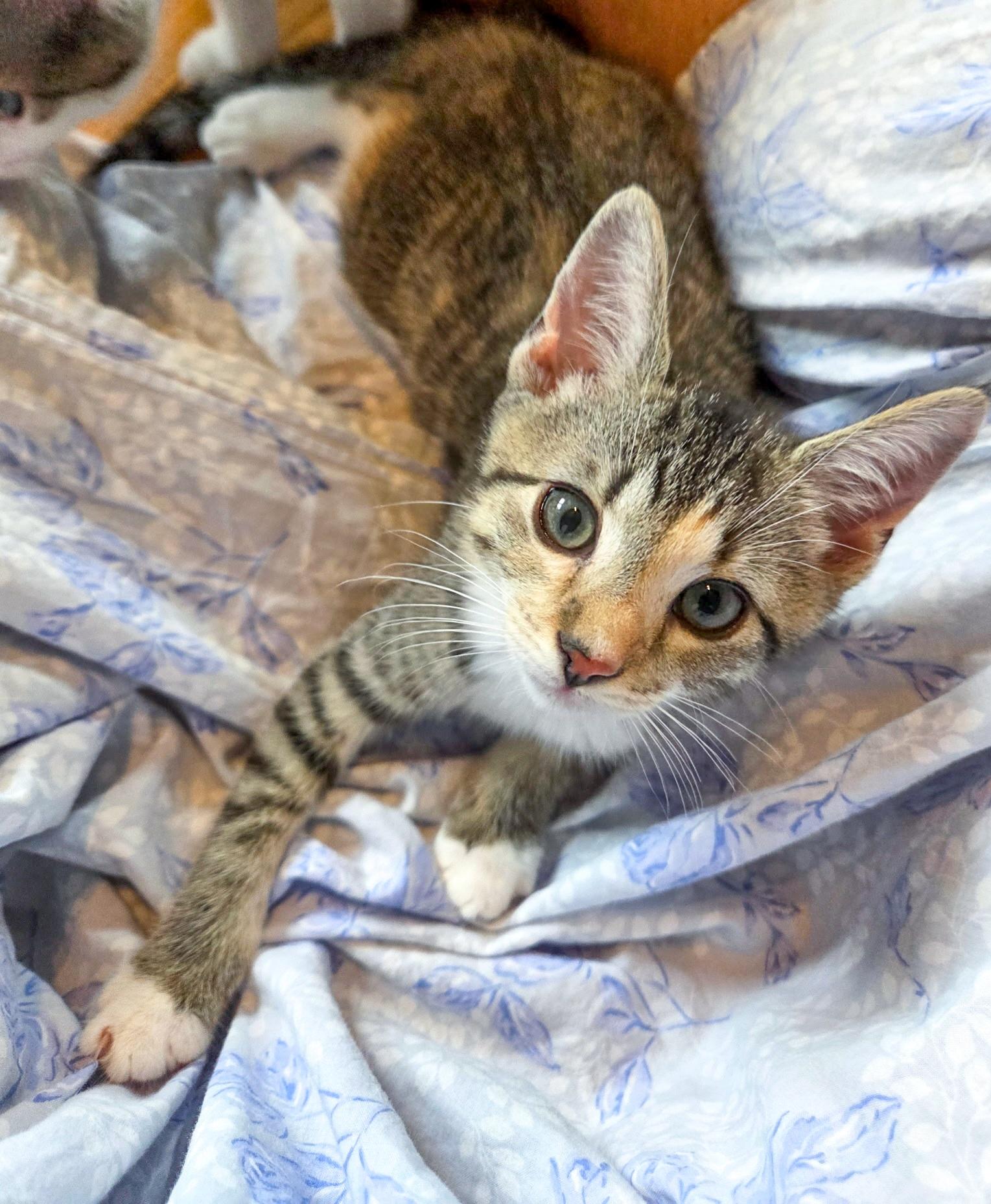 Emery, a Adoptable Domestic Short Hair in Alexandria, VA image 1/2