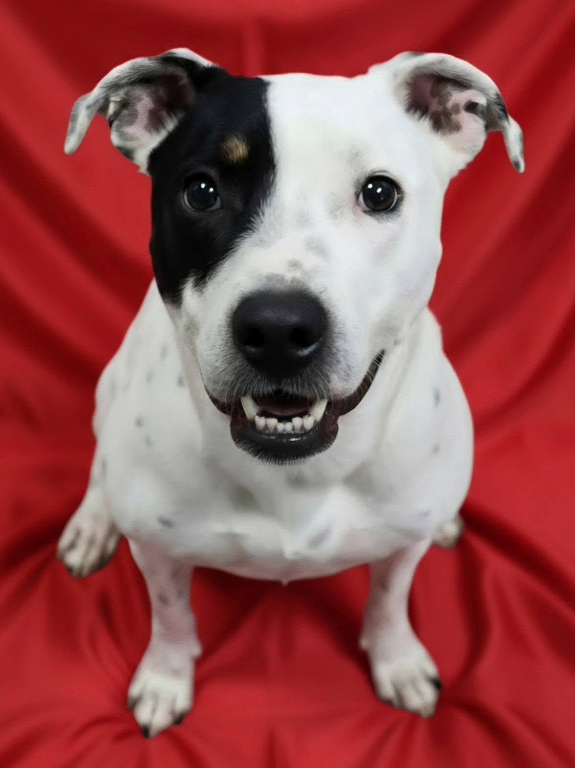 Mookie, ADOPTABLE, Adult Male Mixed Breed.
