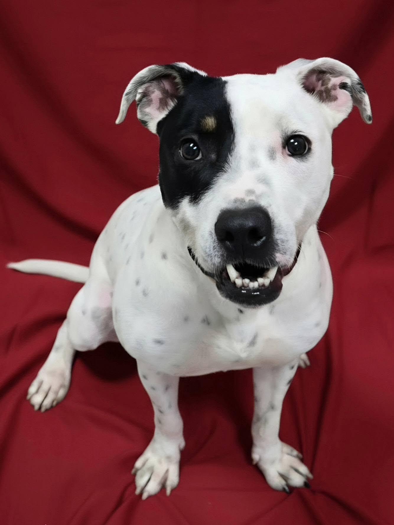 Enlarge Mookie, a ADOPTABLE Mixed Breed in Frankfort, IN image 2/4