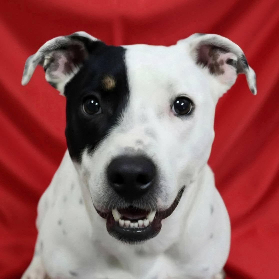 Enlarge Mookie, a ADOPTABLE Mixed Breed in Frankfort, IN image 3/4