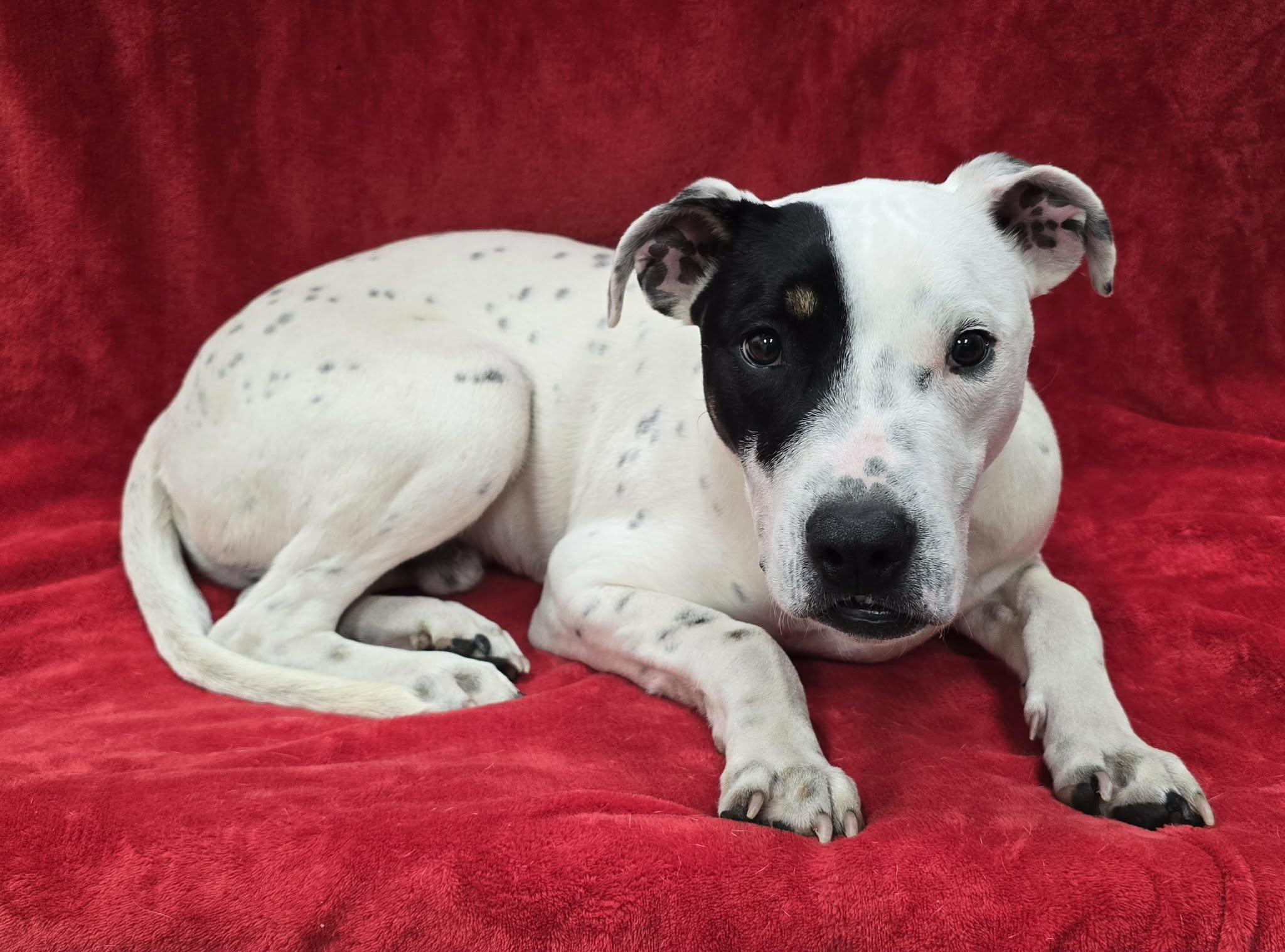 Mookie, a ADOPTABLE Mixed Breed in Frankfort, IN image 2/3