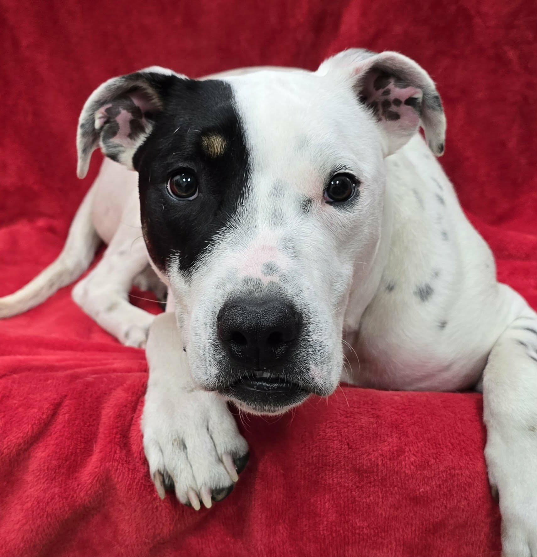 Mookie, a ADOPTABLE Mixed Breed in Frankfort, IN image 1/3