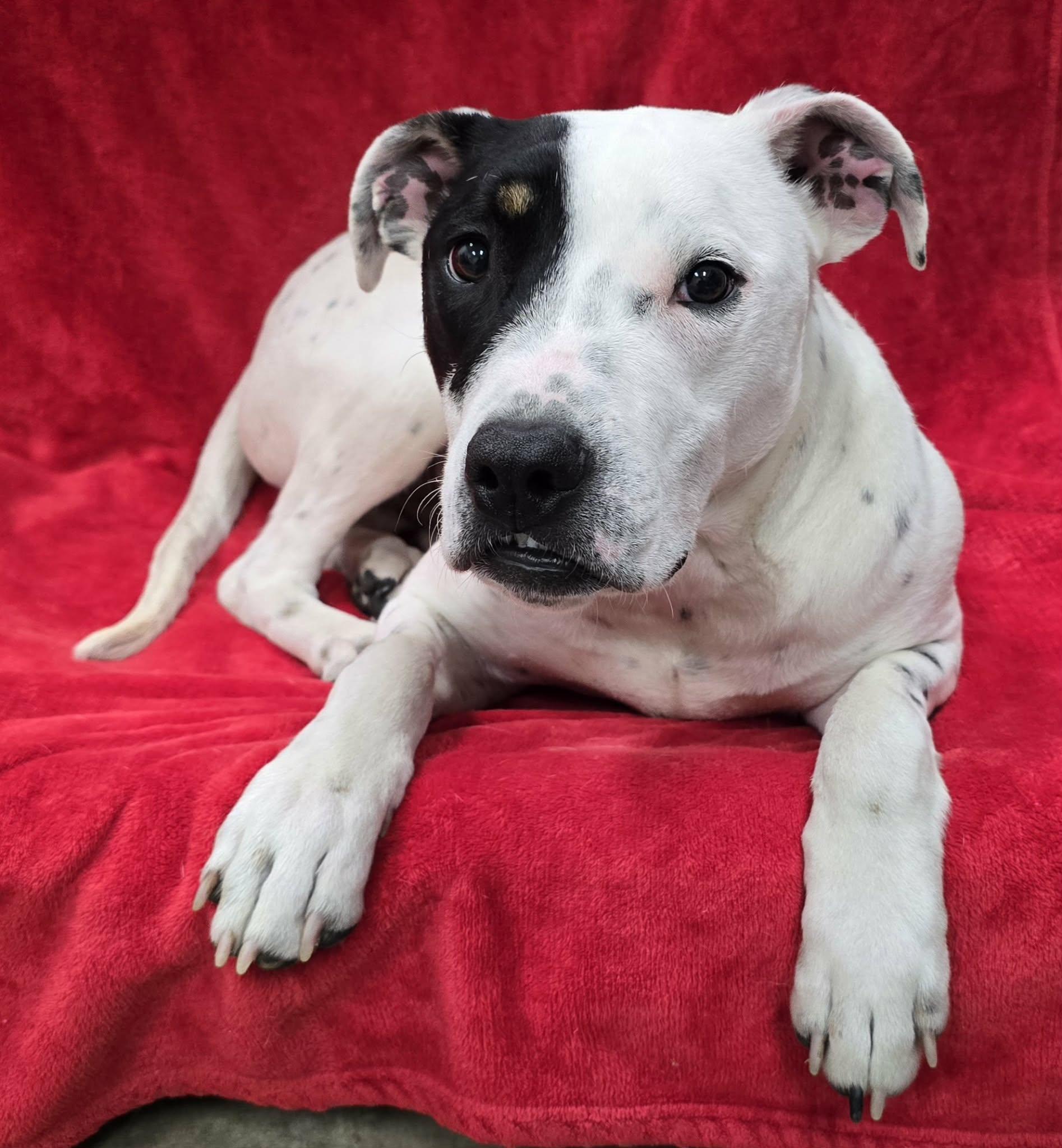 Mookie, a ADOPTABLE Mixed Breed in Frankfort, IN image 3/3