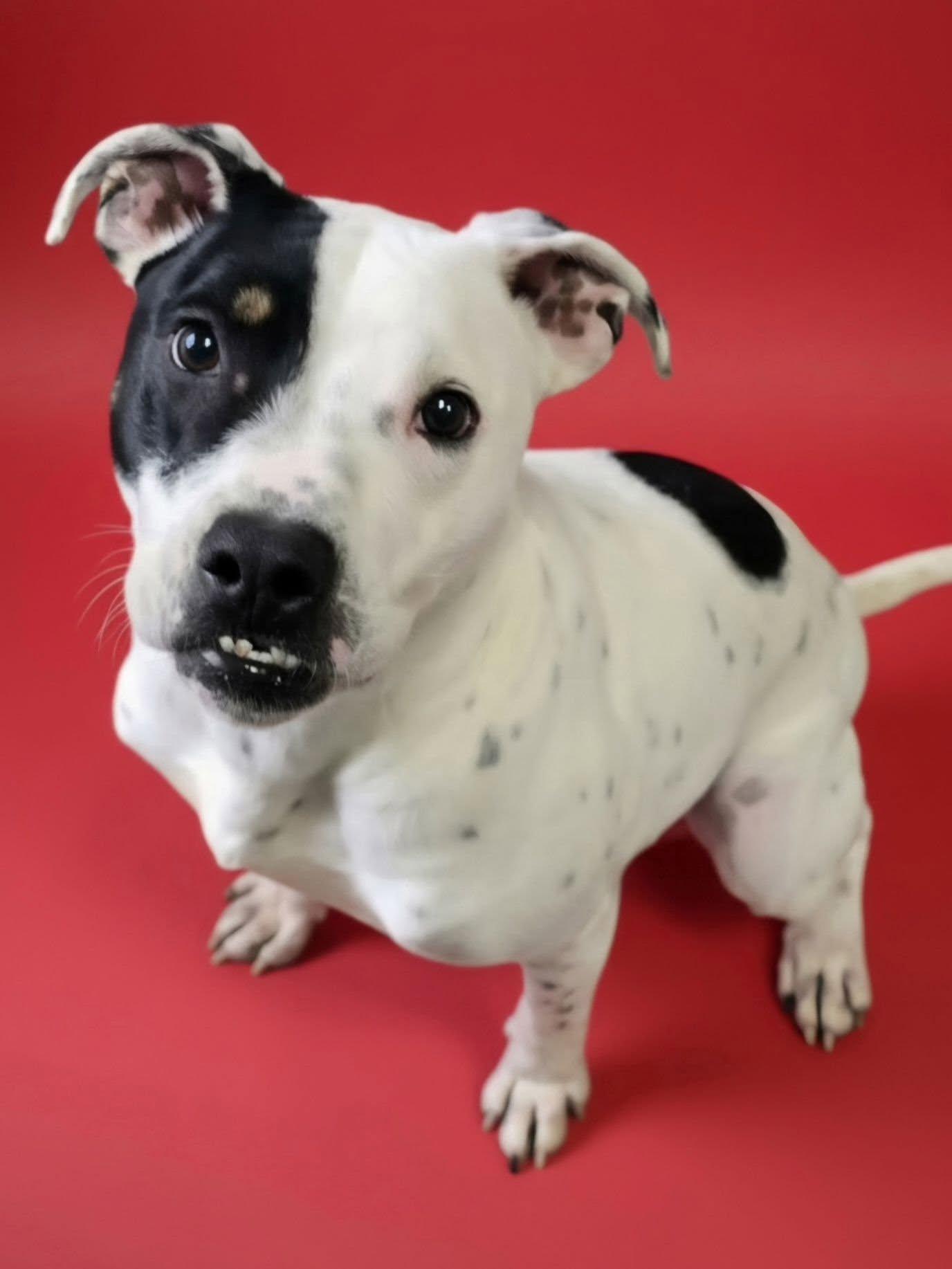 Enlarge Mookie, a ADOPTABLE Mixed Breed in Frankfort, IN image 4/4