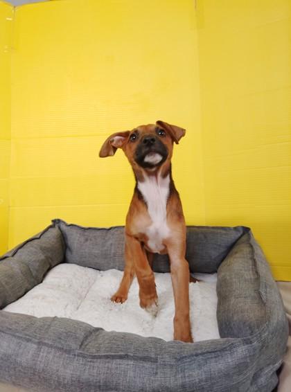 Cocoa, Adoptable, Puppy Female Mixed Breed & Mixed Breed.