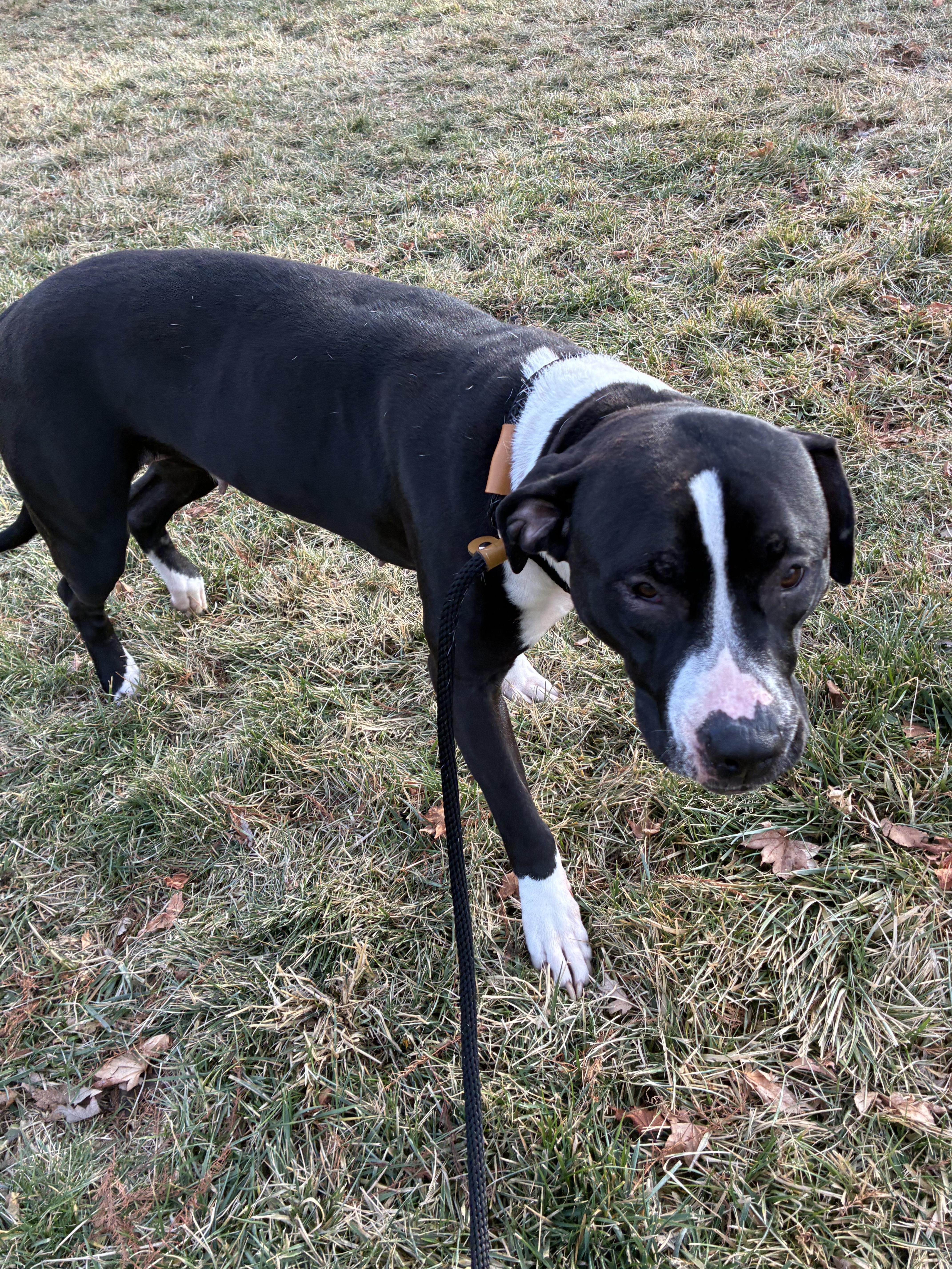 Enlarge Cali, a ADOPTABLE mixed breed in Fremont, OH image 4/4