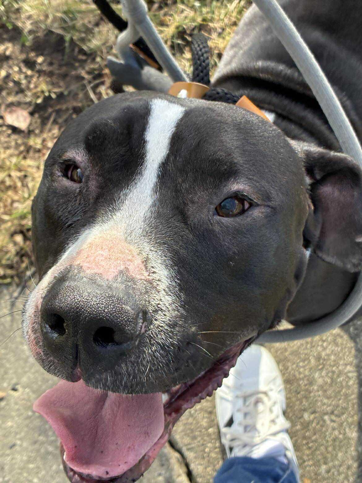 Enlarge Cali, a ADOPTABLE mixed breed in Fremont, OH image 3/4