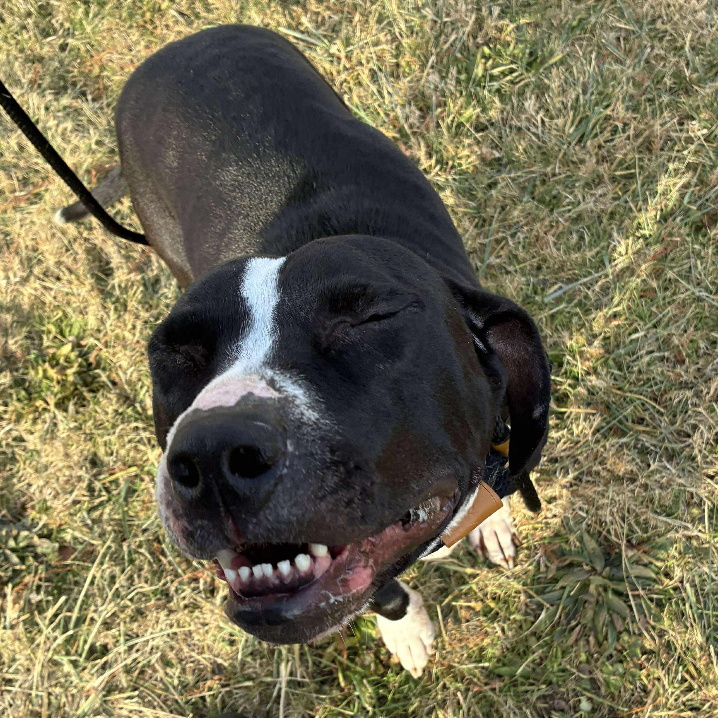 Enlarge Cali, a ADOPTABLE mixed breed in Fremont, OH image 2/4