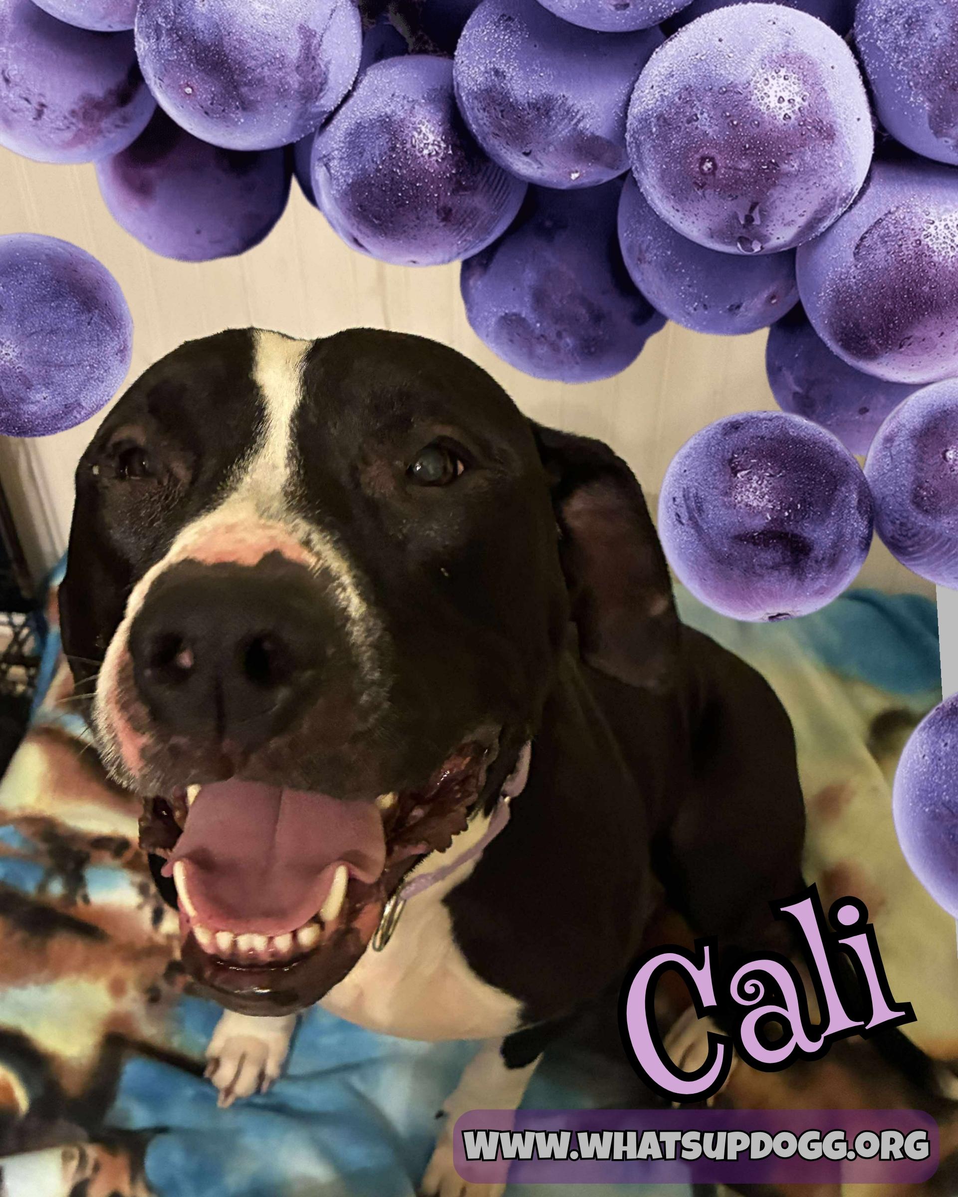 Cali, ADOPTABLE, Adult Female Pit Bull Terrier.