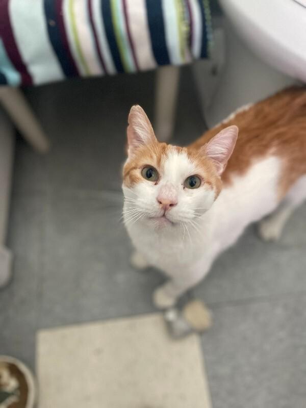 Vision, Adoptable, Adult Male Domestic Short Hair.