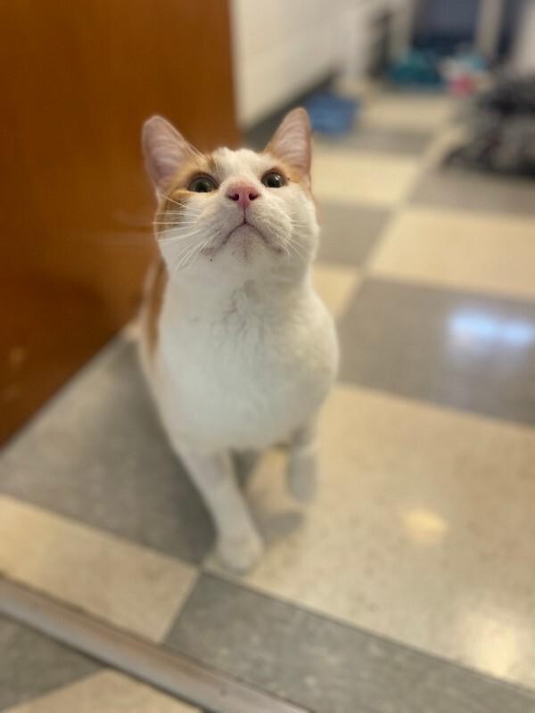 Enlarge Vision, a Adoptable Domestic Short Hair in Fort Collins, CO image 1/6