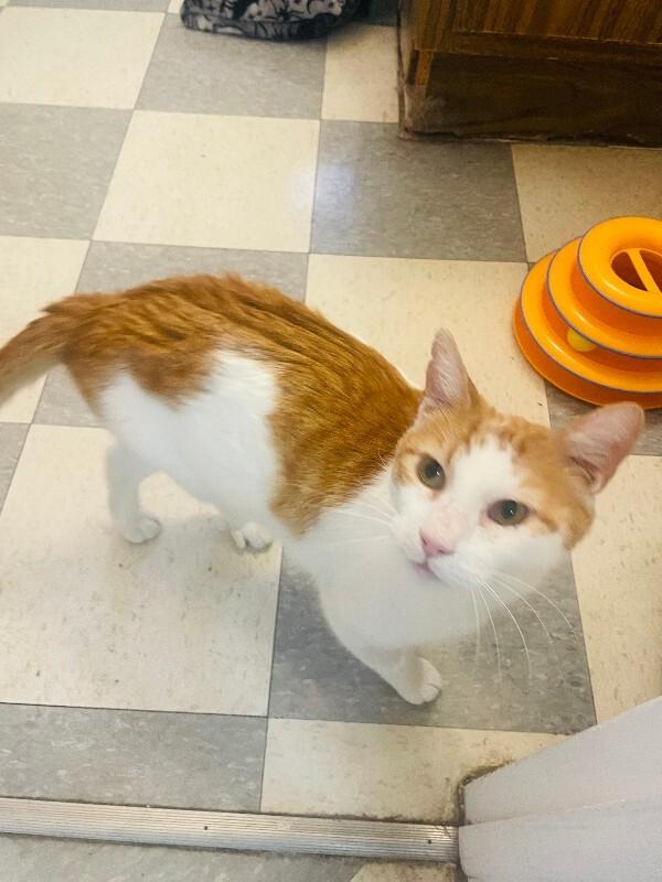 Enlarge Vision, a Adoptable Domestic Short Hair in Fort Collins, CO image 2/6