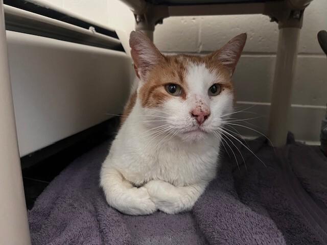 Enlarge Vision, a Adoptable Domestic Short Hair in Fort Collins, CO image 3/6