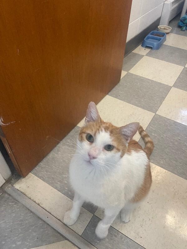 Enlarge Vision, a Adoptable Domestic Short Hair in Fort Collins, CO image 4/6