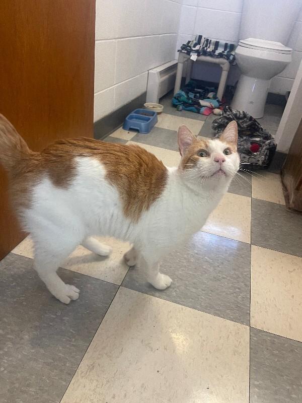 Enlarge Vision, a Adoptable Domestic Short Hair in Fort Collins, CO image 6/6