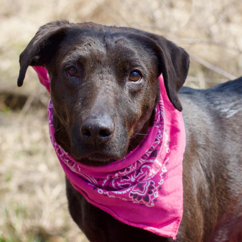 Beck, Adoptable, Adult Female Labrador Retriever & Mixed Breed.