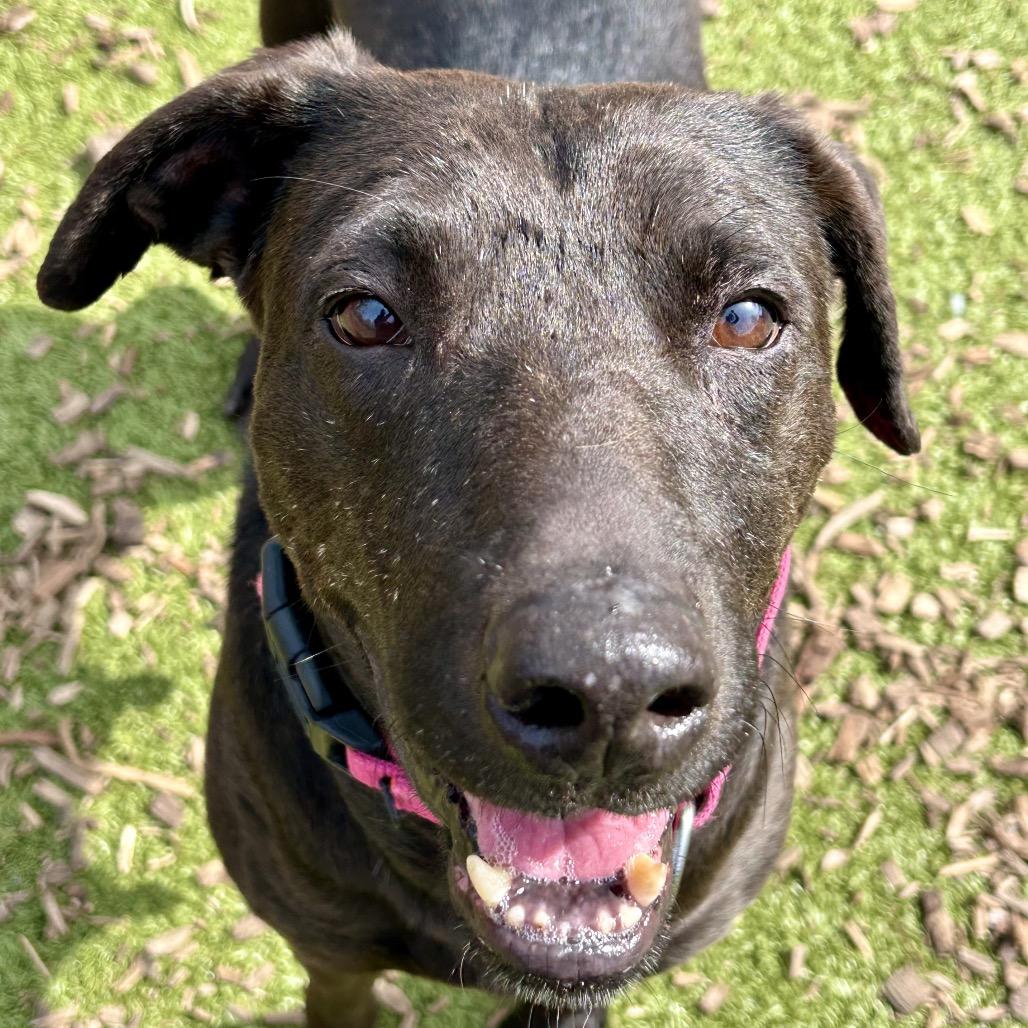 Beck, Adoptable, Adult Female Labrador Retriever.