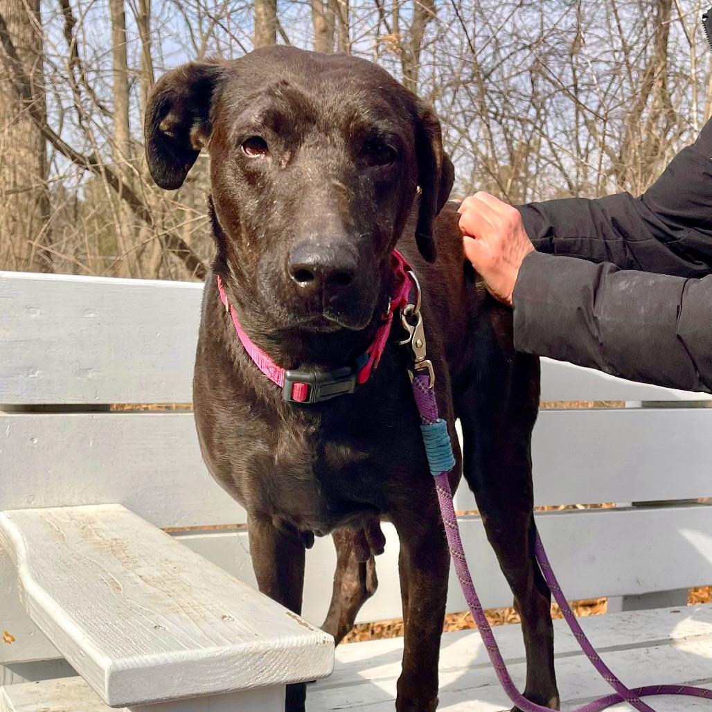 Beck, Adoptable, Adult Female Labrador Retriever.